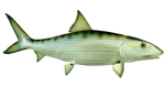Риппер Shad 3” standard RELAX USA